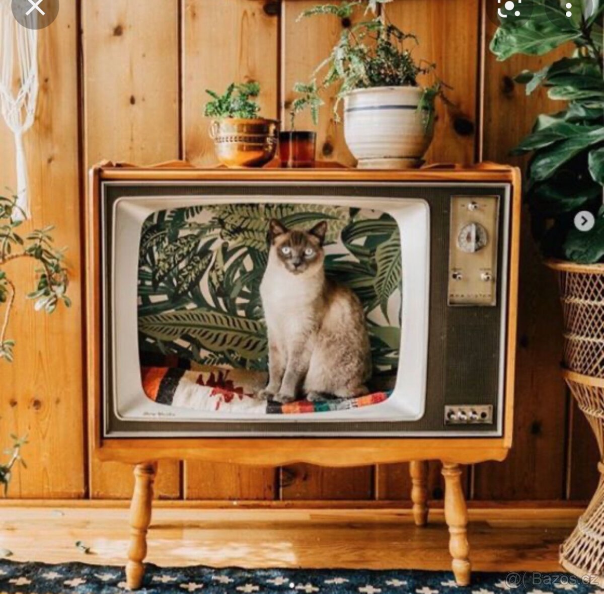 TV pro kočku