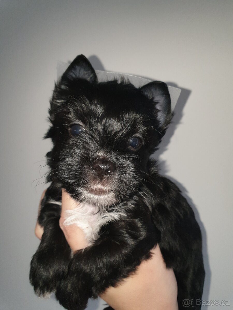 Jorkšírský teriér black