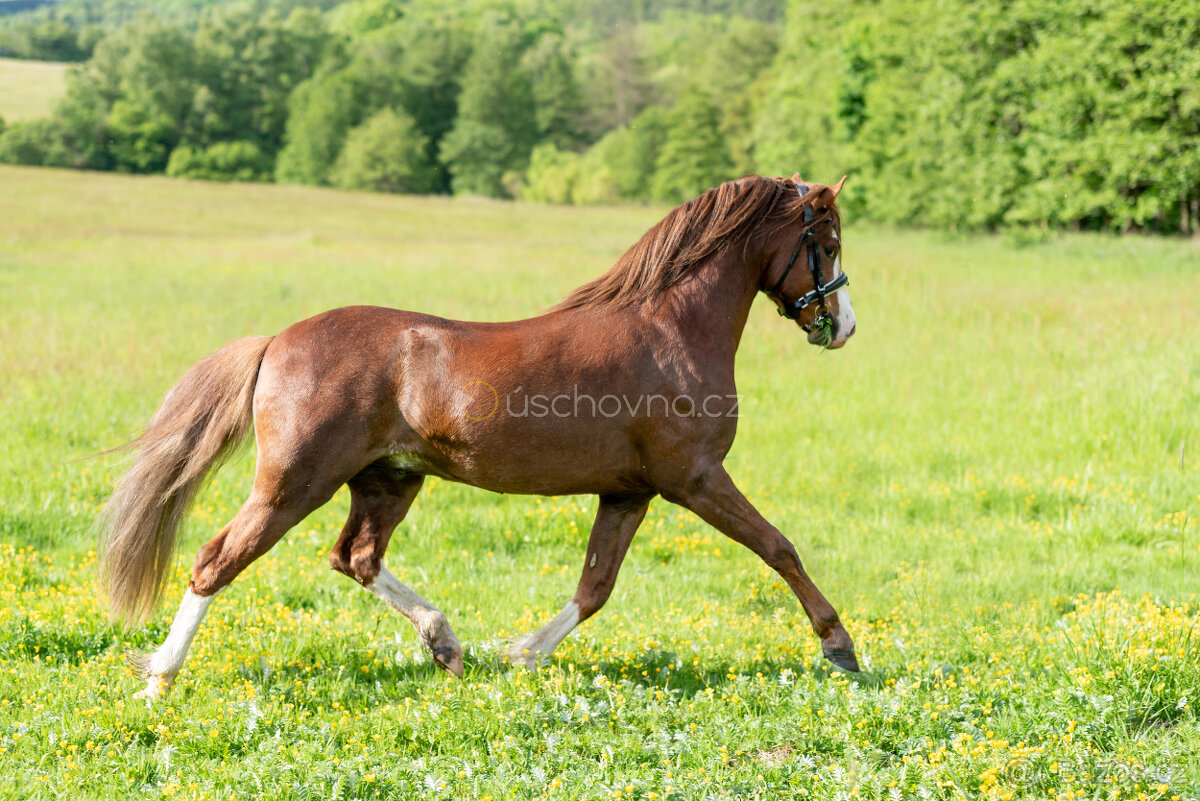 Nabízíme k prodeji mladého 3letého hřebce Welsh pony sekce B