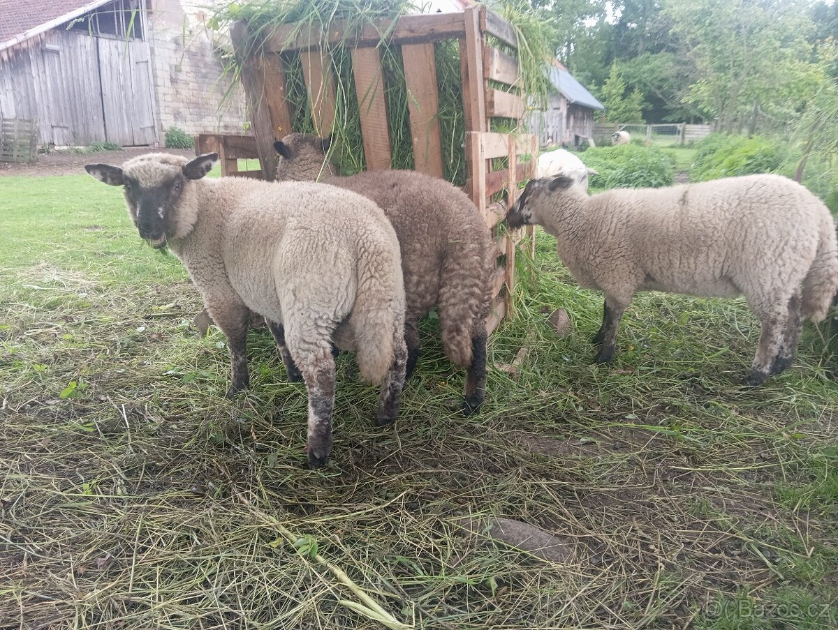 Jehňata
