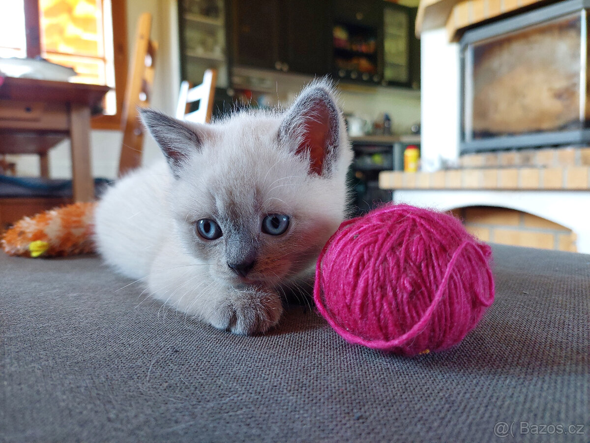 Koťátka – britská kočka – colorpoint