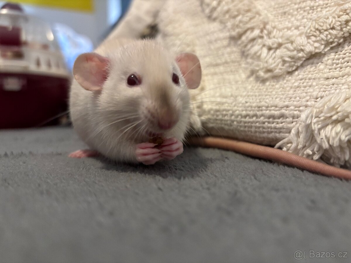 Siamský dumbo potkan red eye