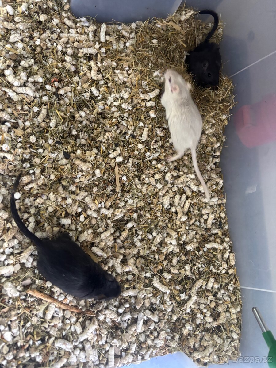Pískomil mongolský - mláďata k odběru
