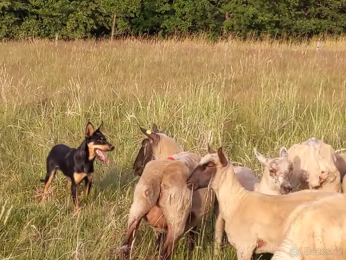 Austrálske kelpie na pesenie