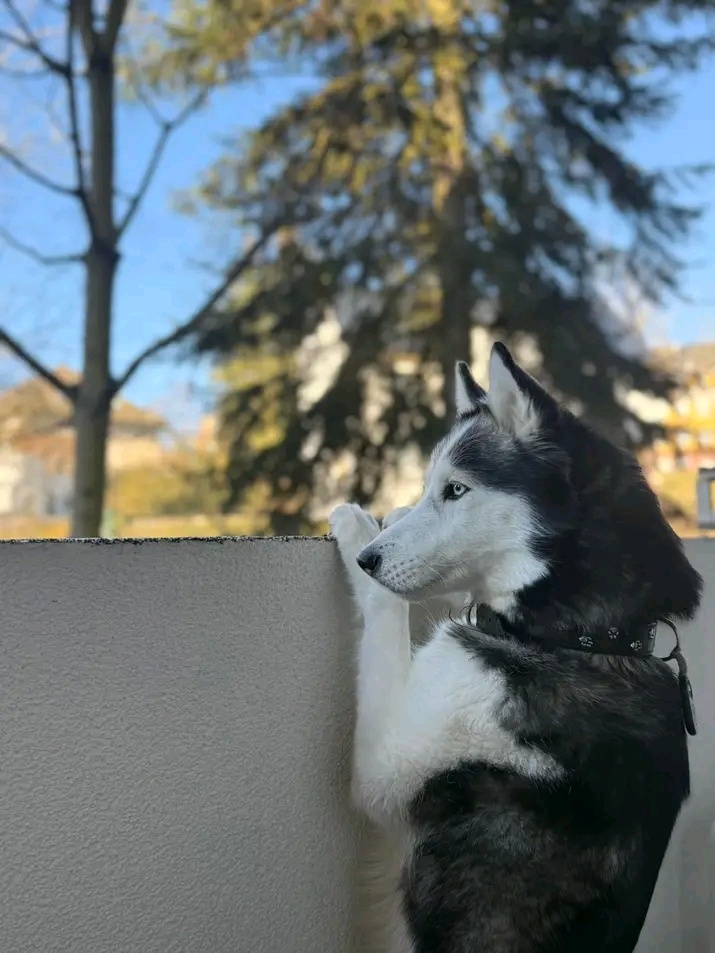 Sibiřský husky