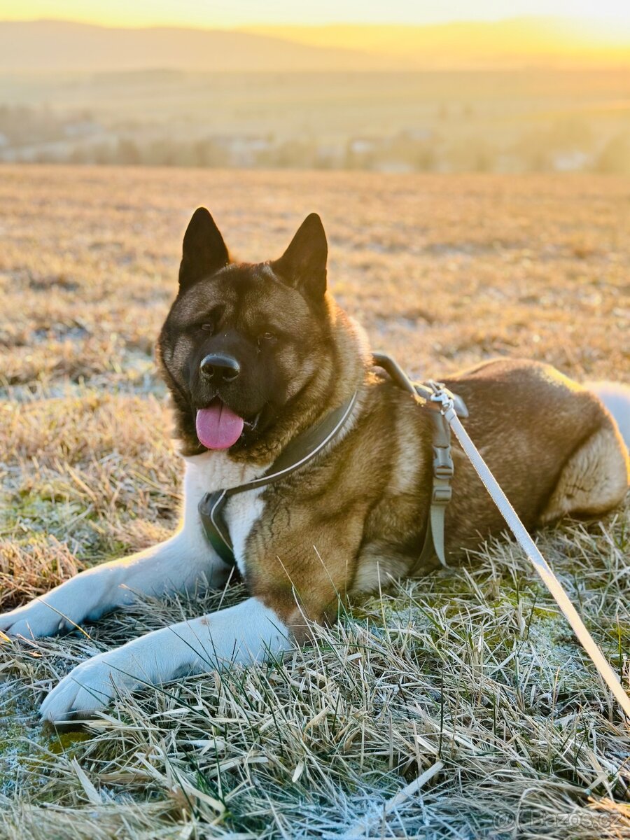 Nabízím krytí – Americká akita (pes)