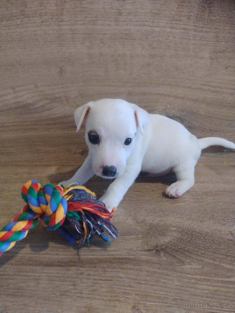 Štěňátka Jack Russell