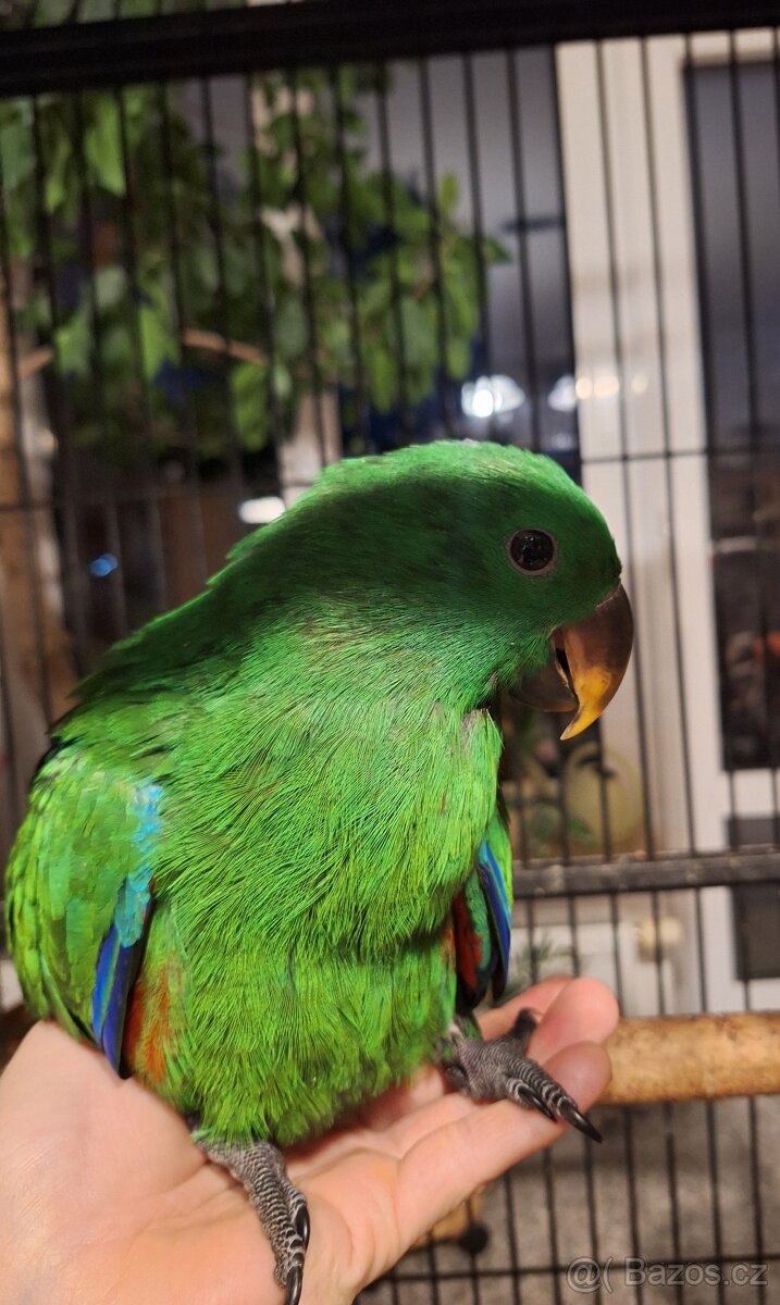 Eklektus roratus polychloros