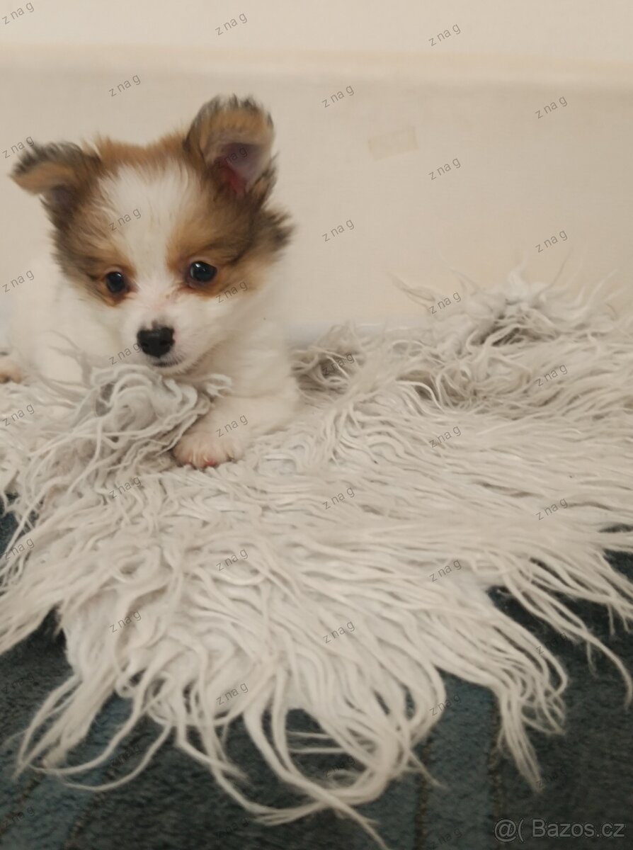 Pomeranian x čivava