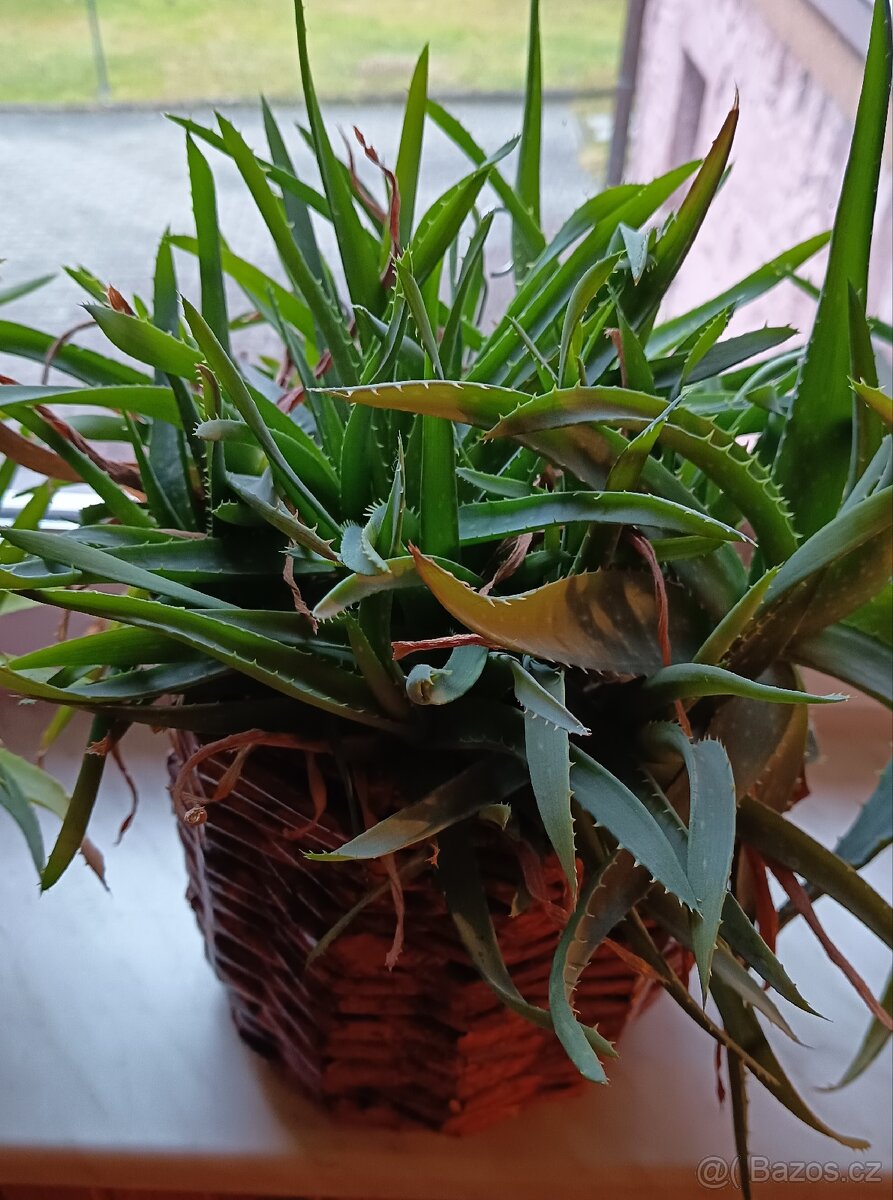 Aloe