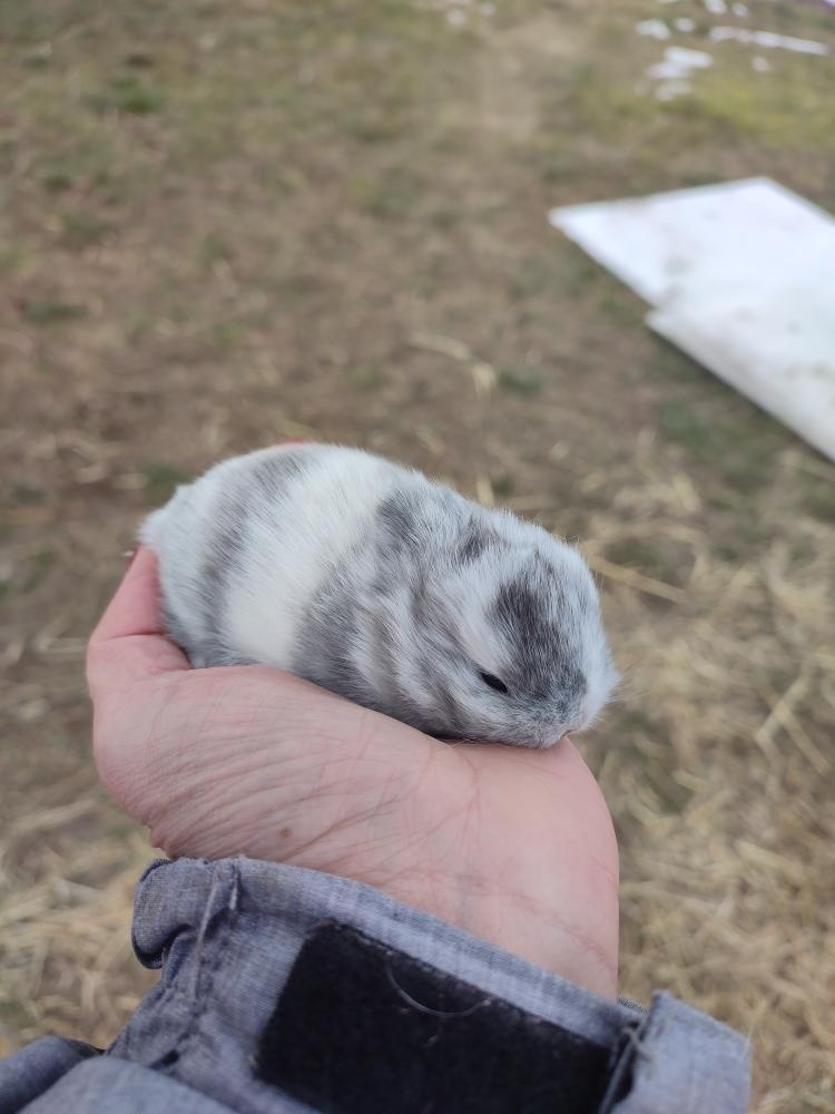 Zakrslý králíček