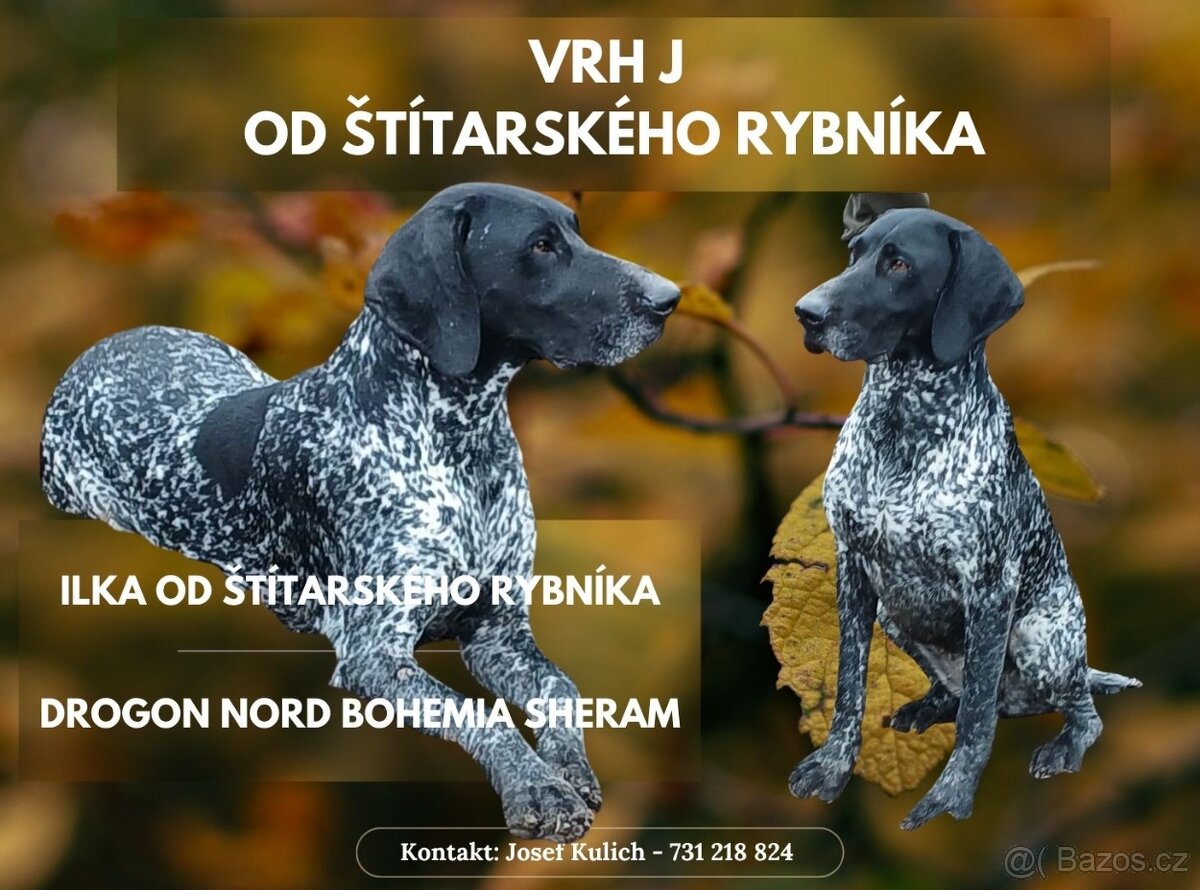 Německý krátkosrstý ohař s PP -