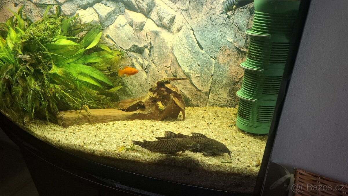 Akvarijní ryby zdarma
