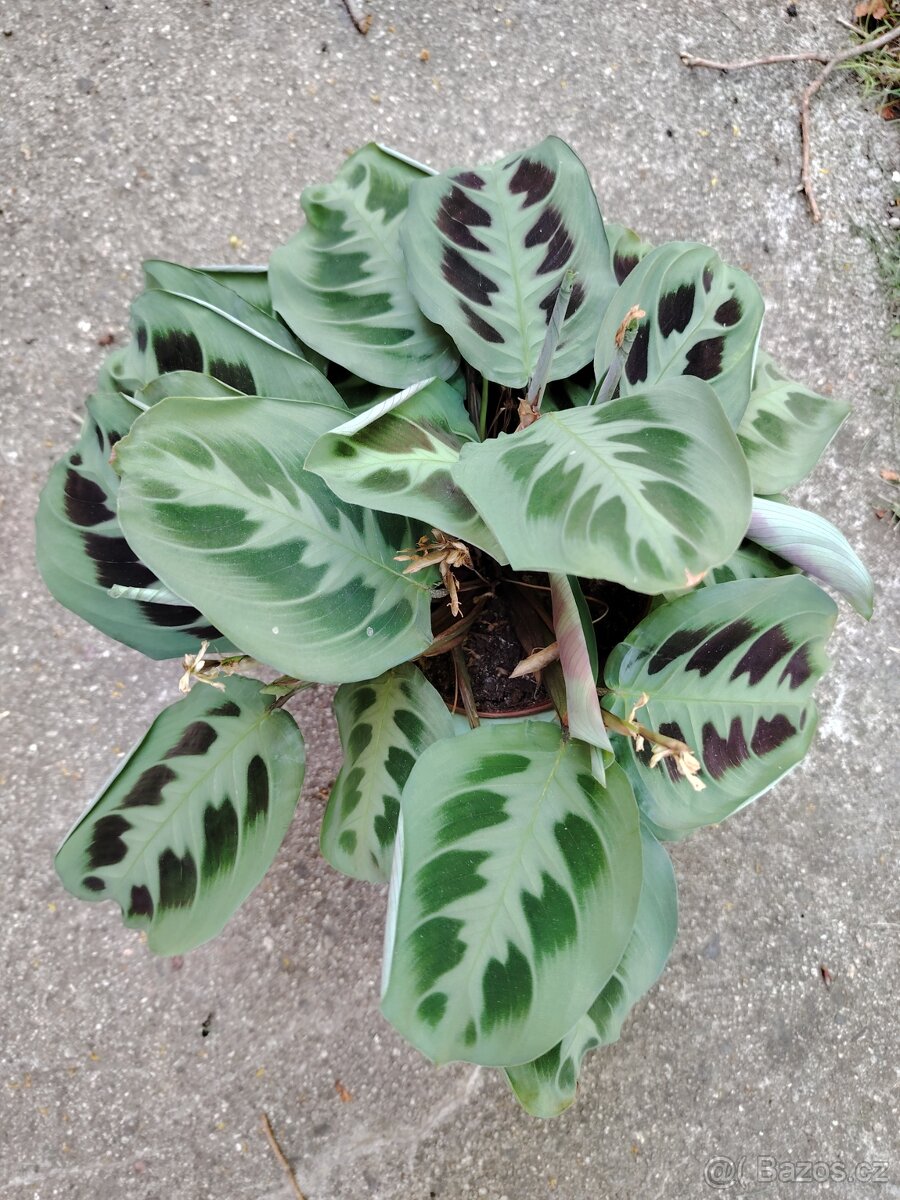 Pokojovky, oxalis
