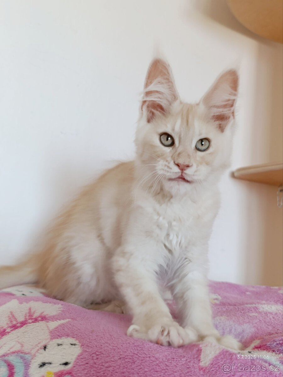Mainská mývalí koťátka s PP - kocourek Tristan