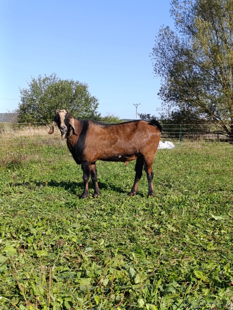 Připouštění plemenným AN kozlem