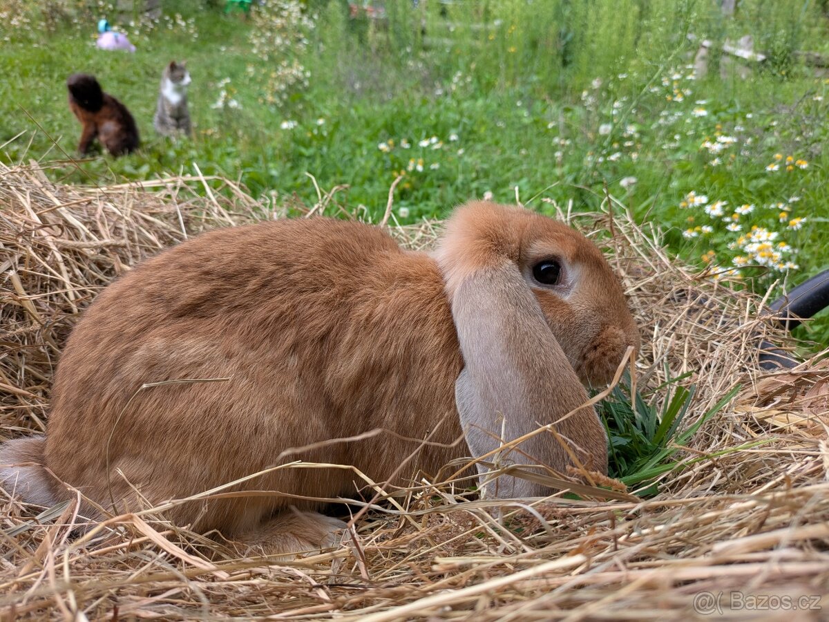 Francouzský beran
