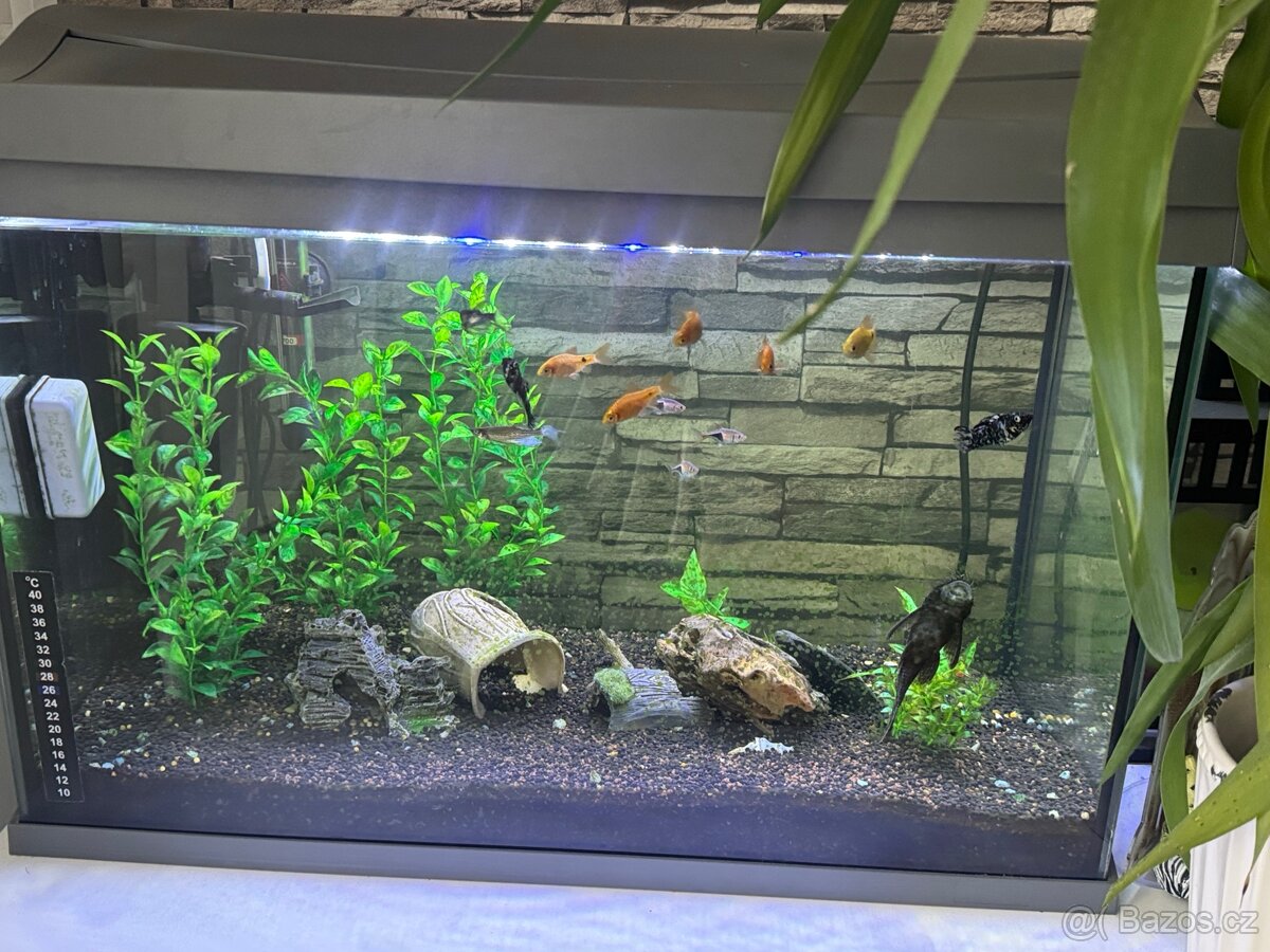 Akvárium Tetra 60l