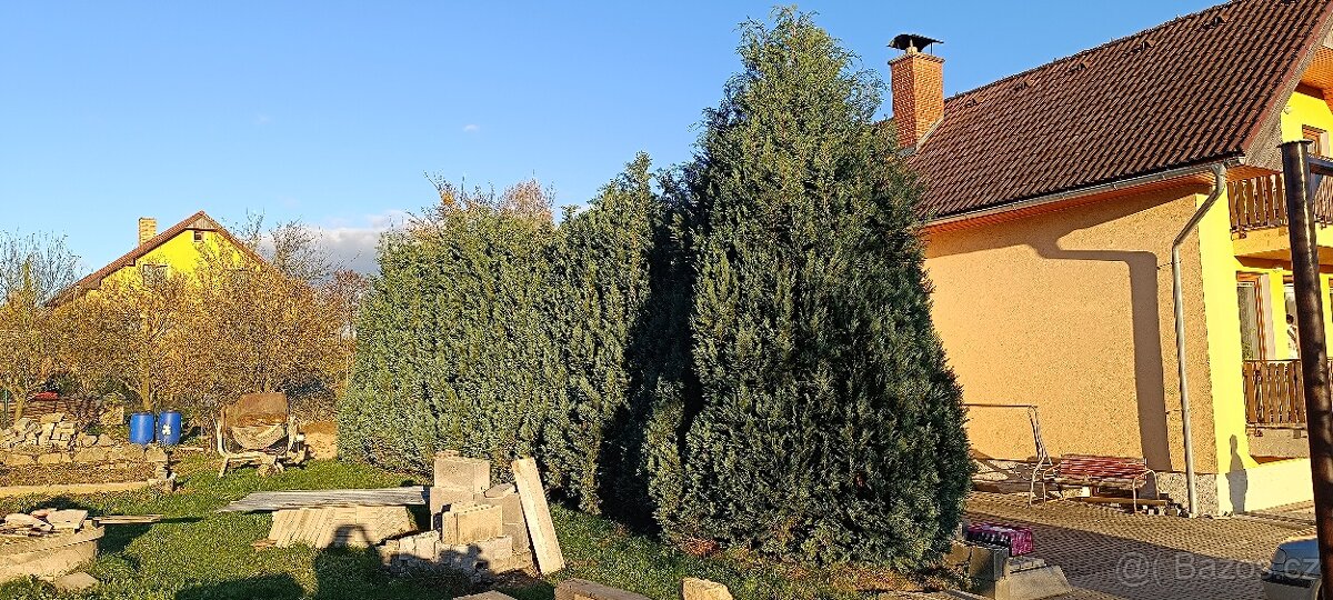 Prodej vzrostlých thují