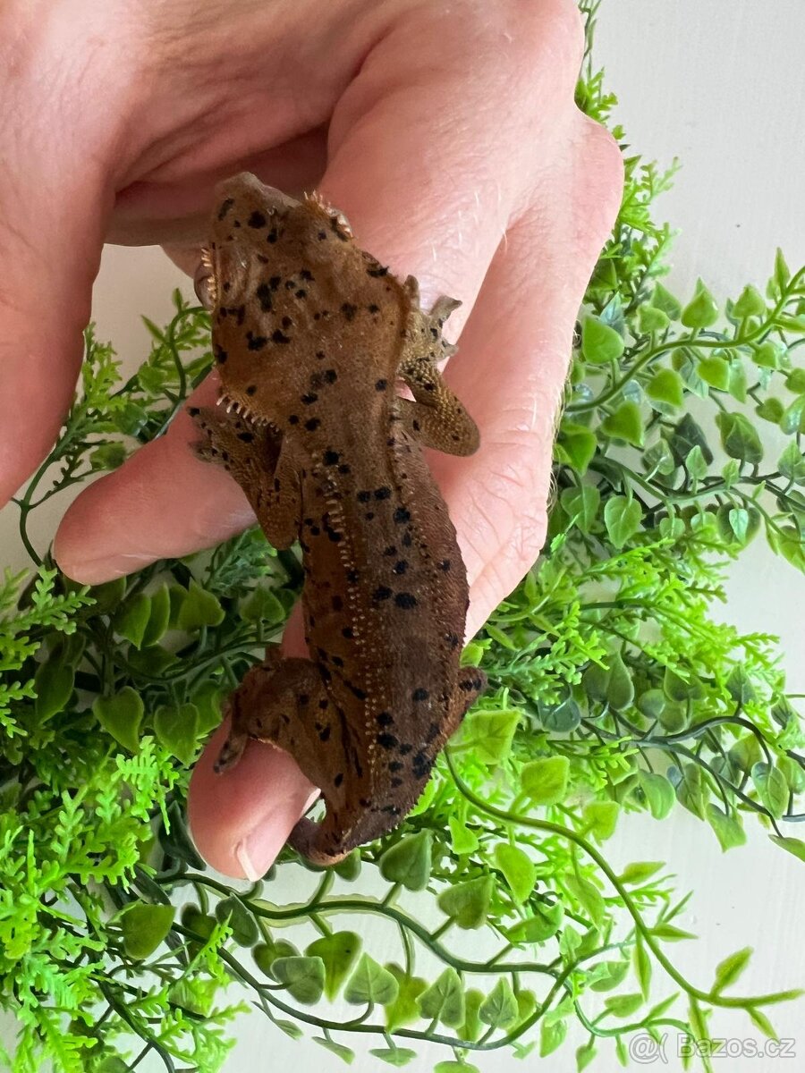 Pagekon řasnatý- Correlophus ciliatus