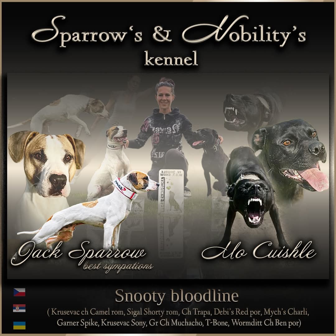 Americký pitbulterier