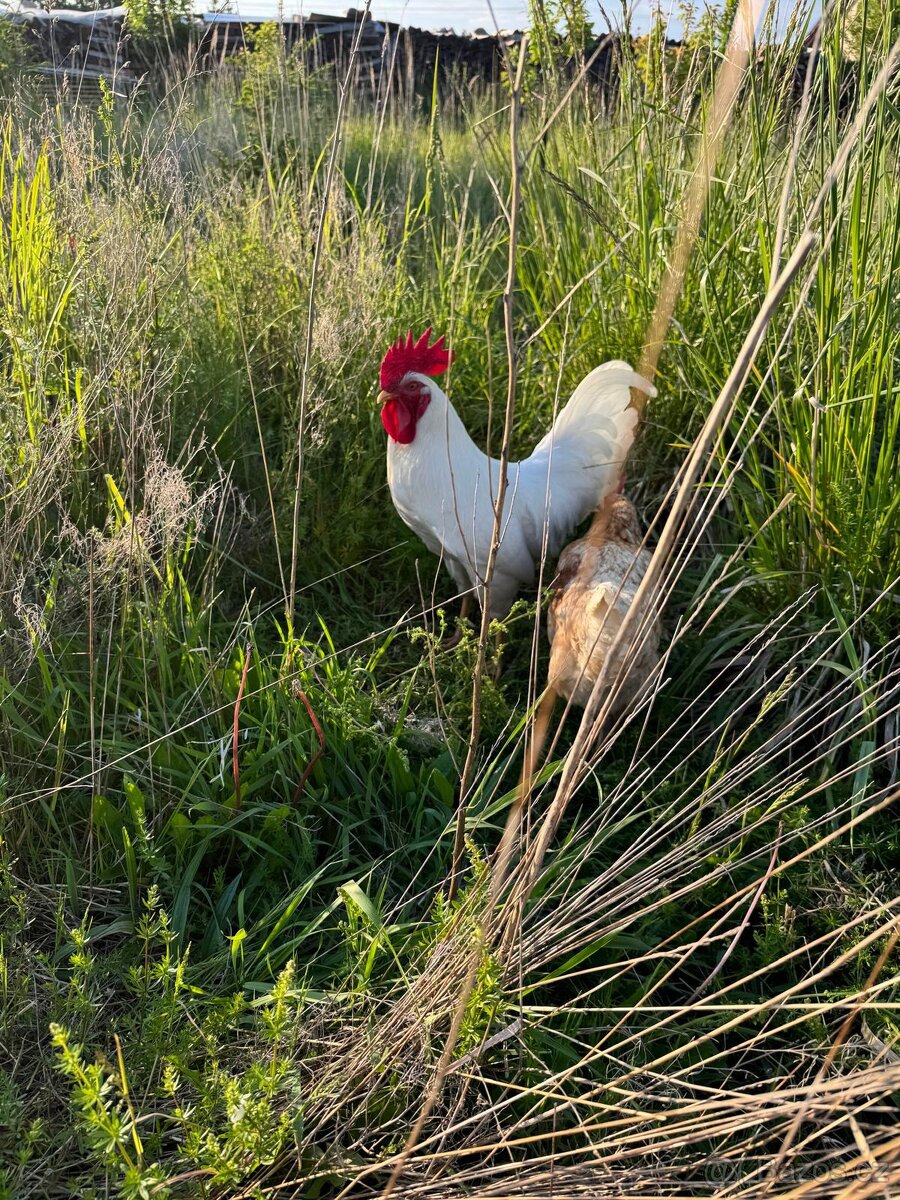 Kohout