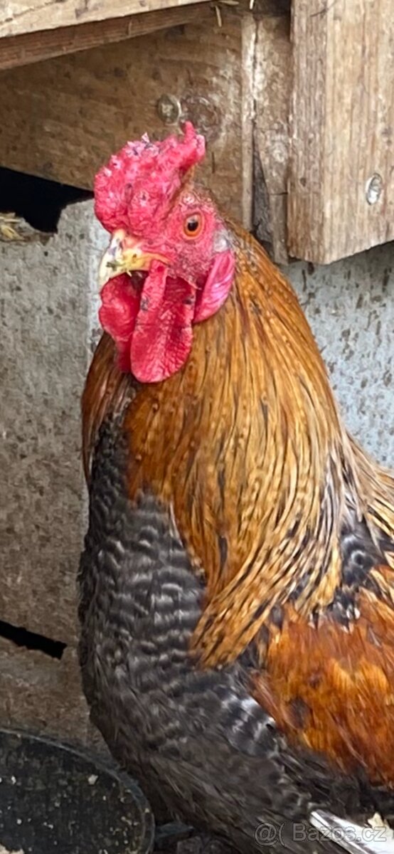 Kohout Šumavanky