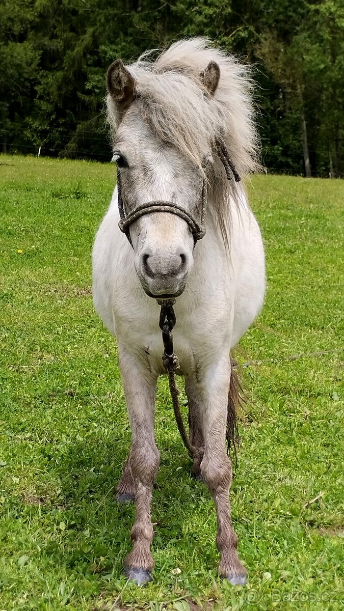 Minihise/ MiniAppaloosa klisnička