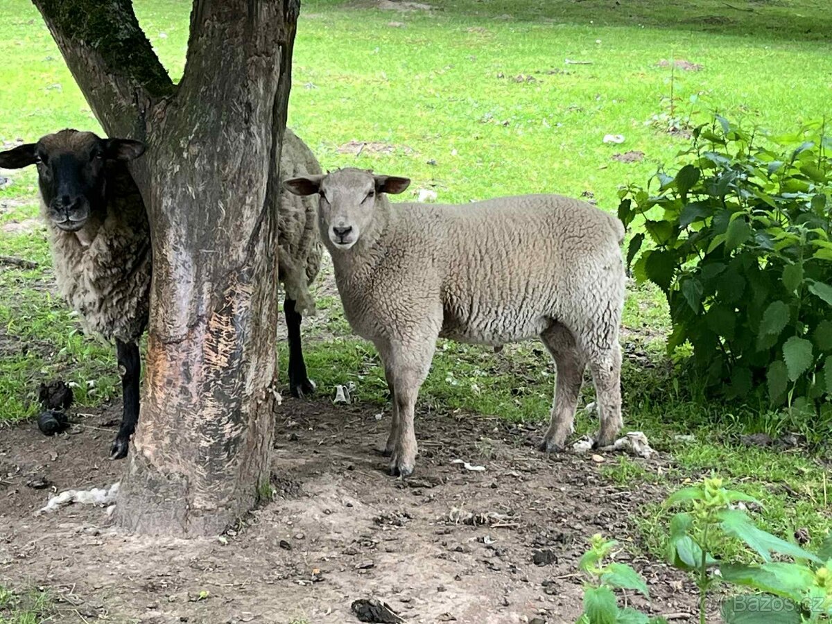 Prodej statného beránka (masné plemeno Suffolk x Charollais)