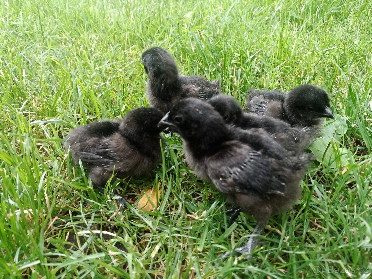 Kuřátka Ayam Cemani