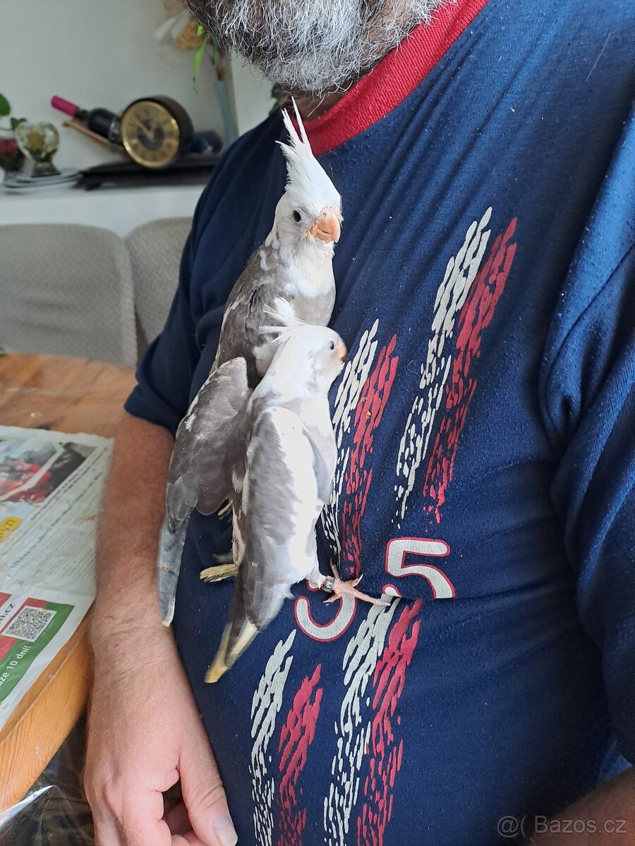 Ručně dokrmeni mazlici