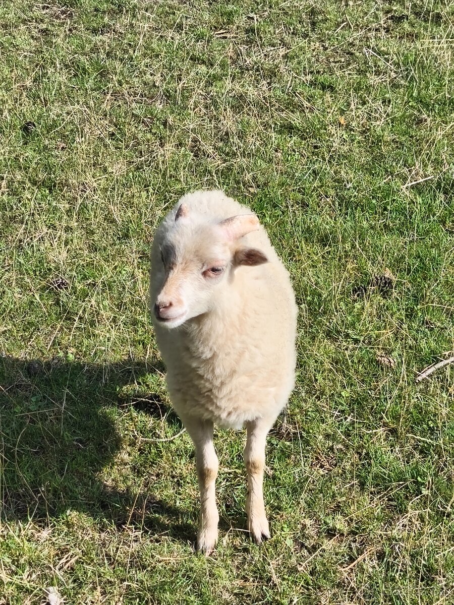 Mini ovce