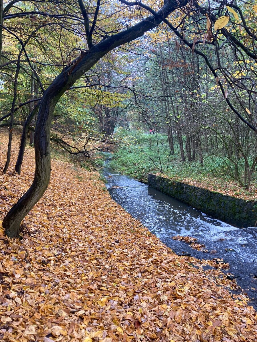 Pronájem pozemku v Semici u písku