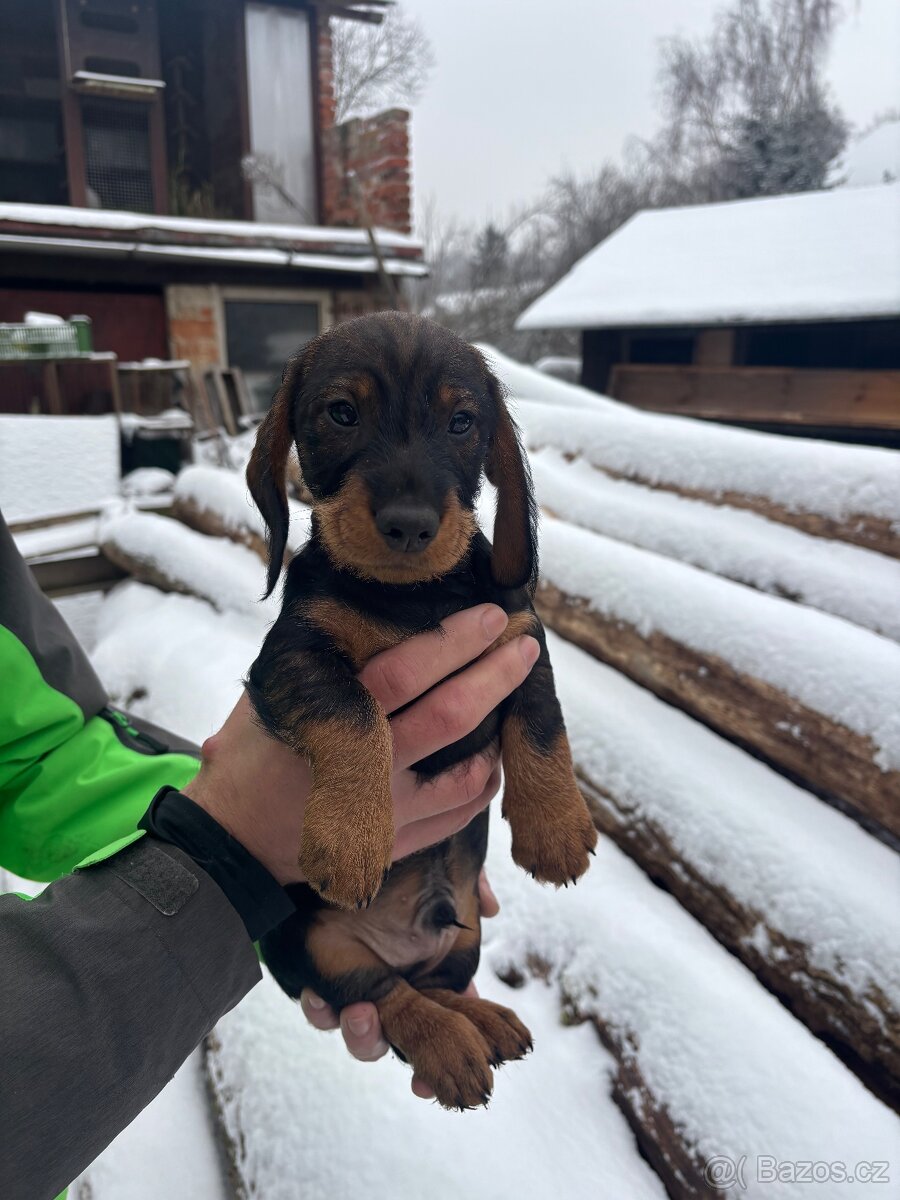 Štěně jezevčíka