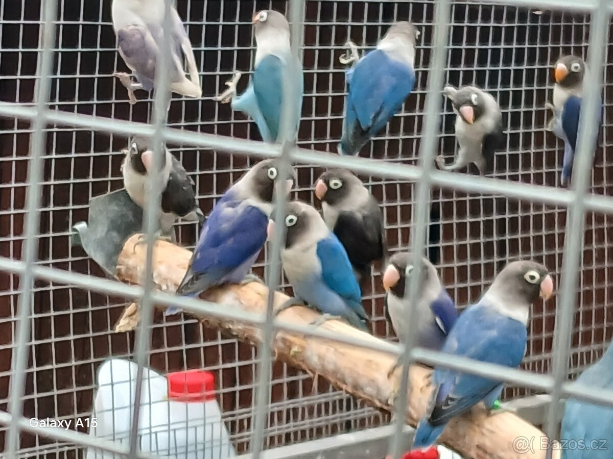 Koupě nebo výměna Agapornis škraboškový