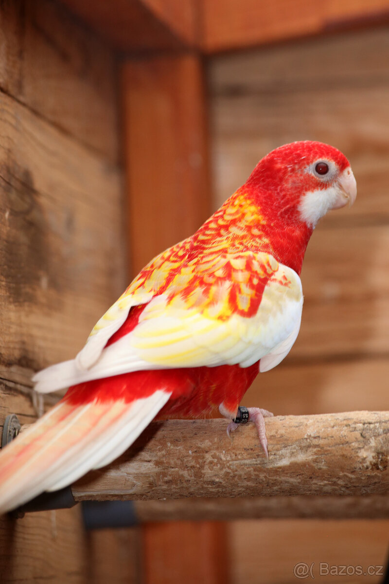 Rosela pestrá rubino