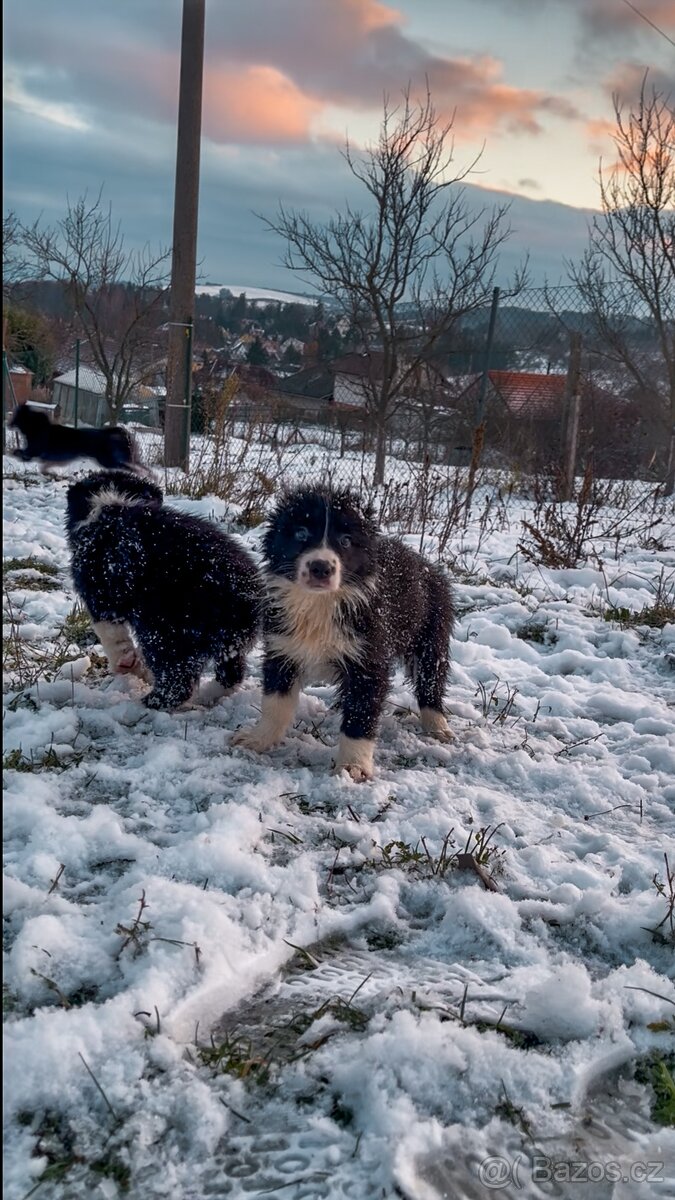 Štěňátka border kolie