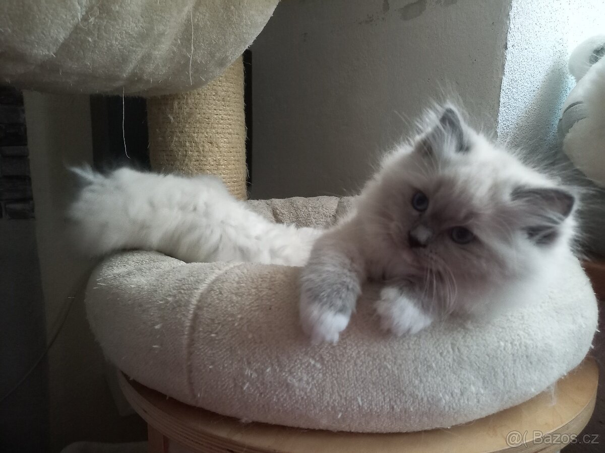 Kotě ragdoll s PP