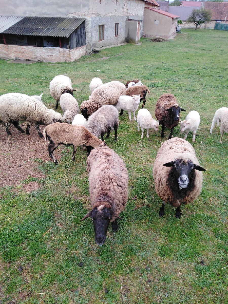 Ovce a jehňata