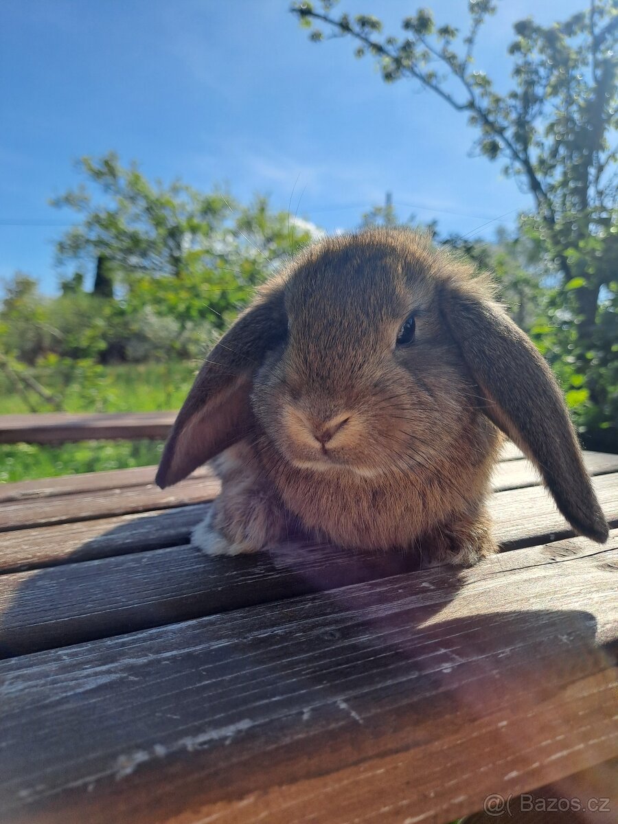 Sportovní králík