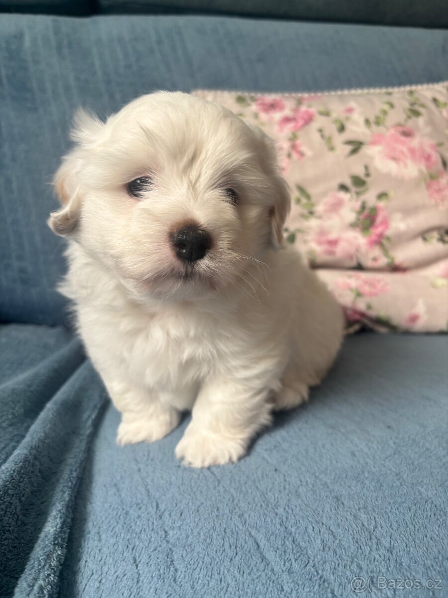 Coton de Tulear pejsek s PP