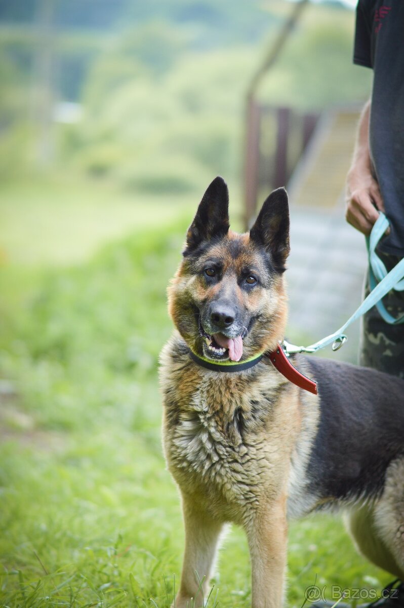 Roxy - x Německý ovčák, hodná, mazlivá, cca 4 roky