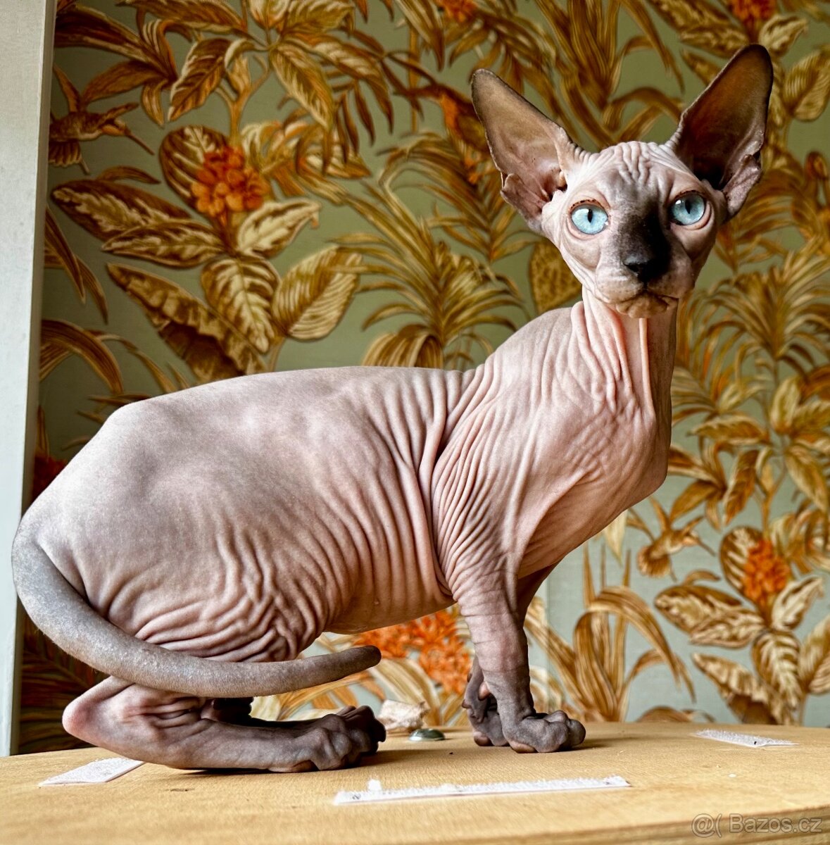 Sphynx