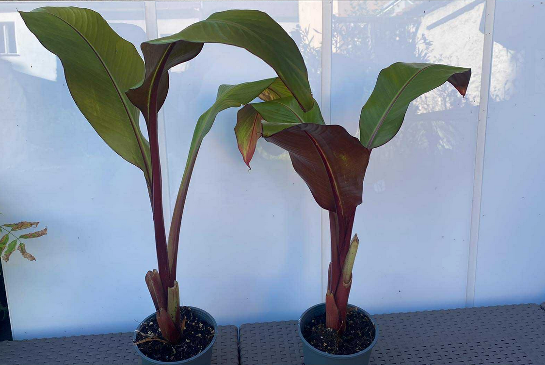 Červený banánovník - Ensete ventricosum 'Maurelii'