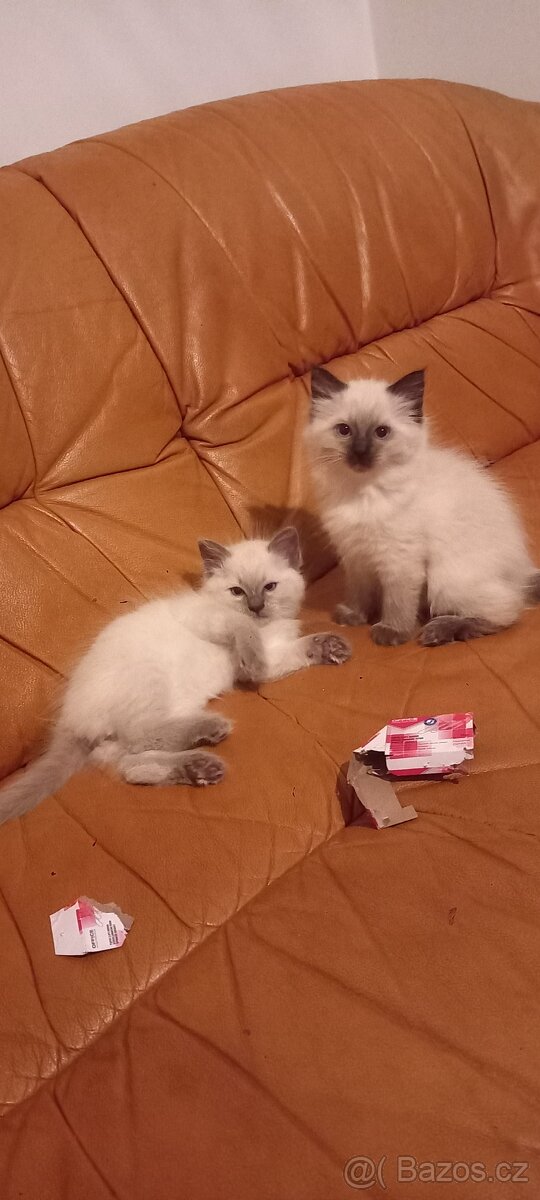 Ragdoll koťata