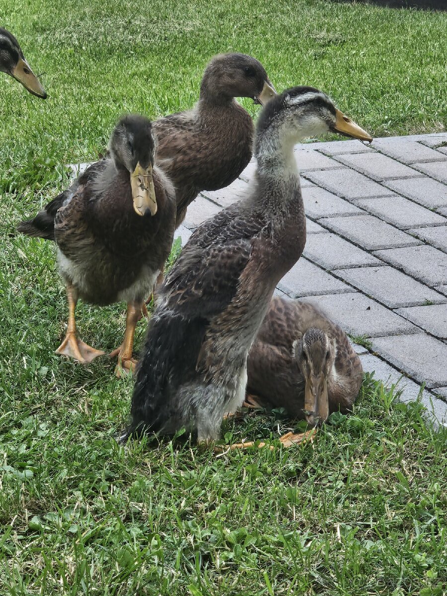 3 kačeři