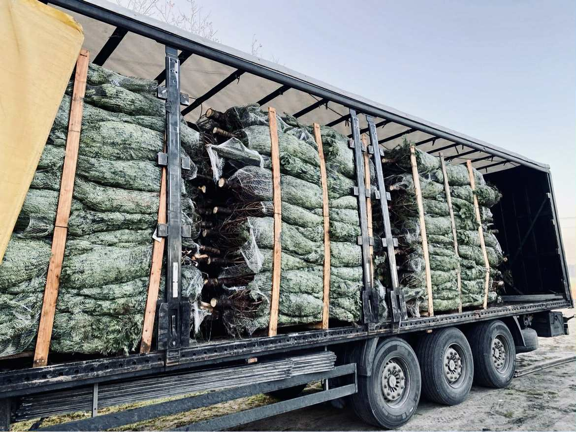 Kavkazská jedle 1,70-2,00 smrk vánoční stromky