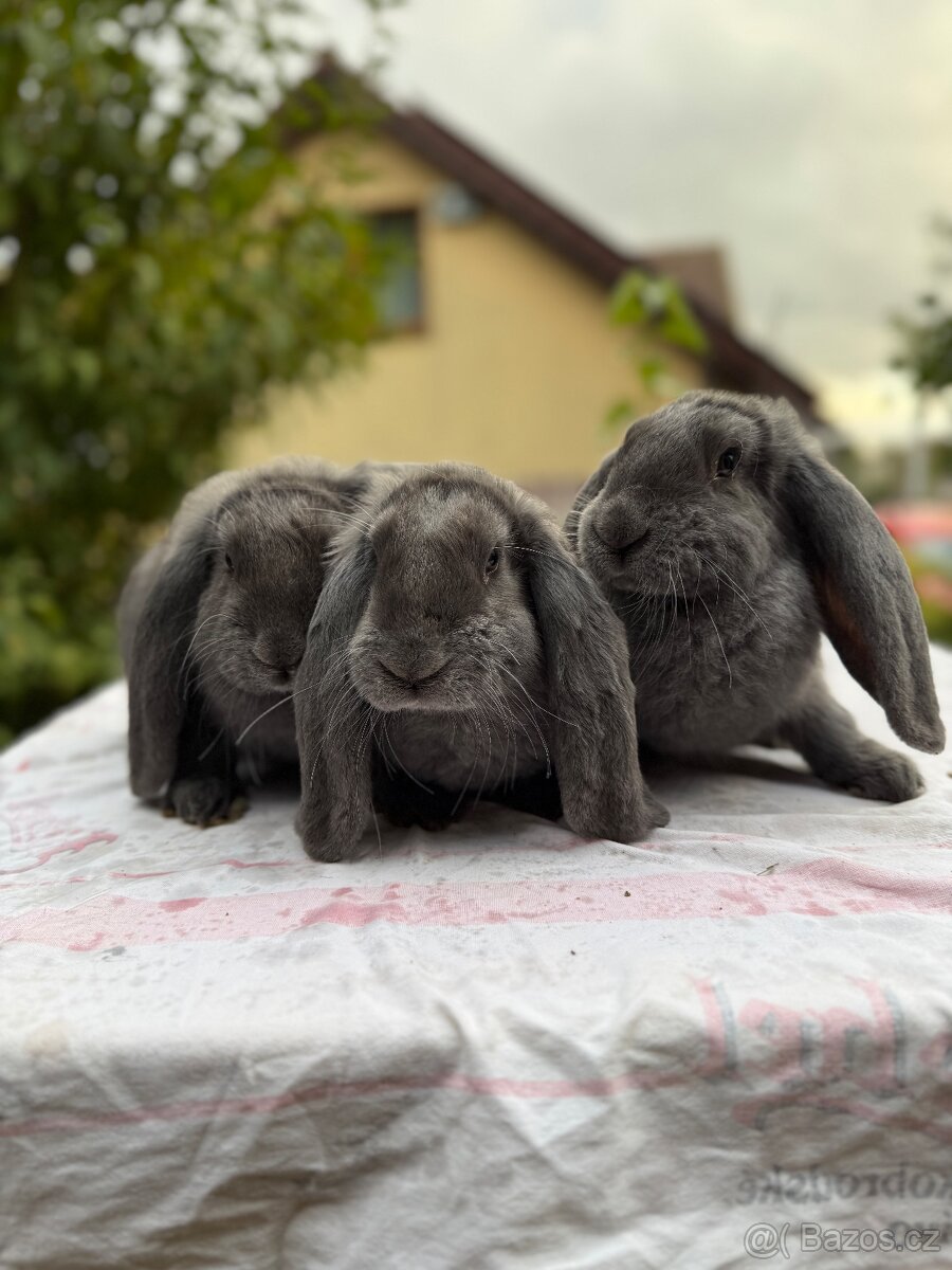 🐇 Čistí modří berani – samci i samice k odběru 🐇