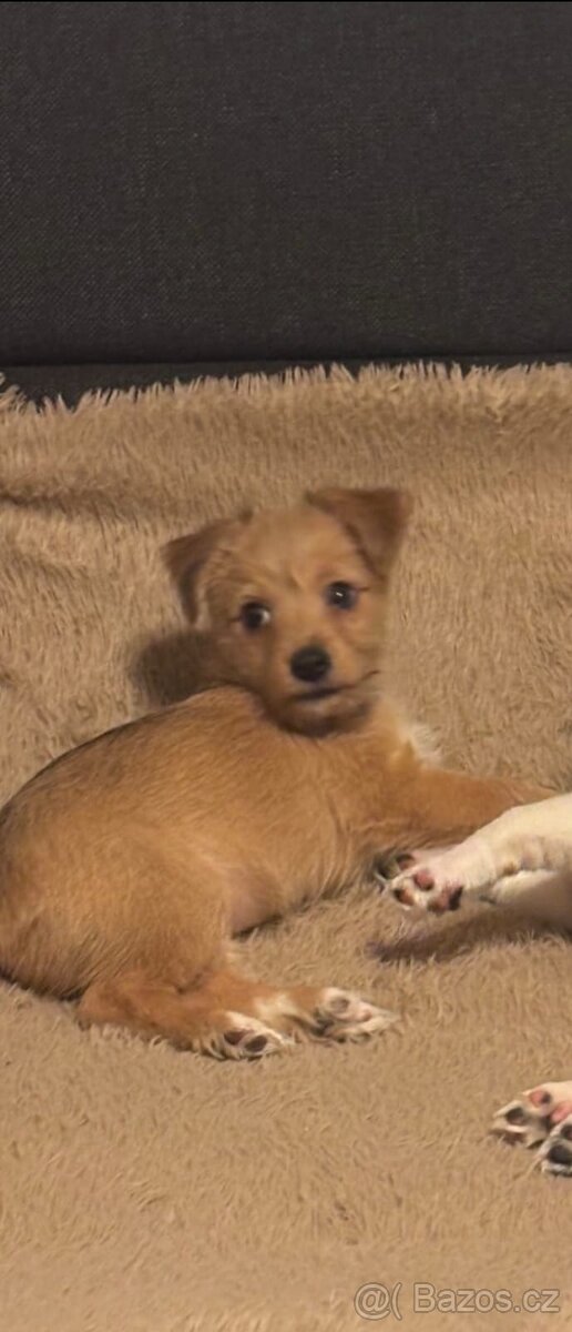 Yorkšírský teriér