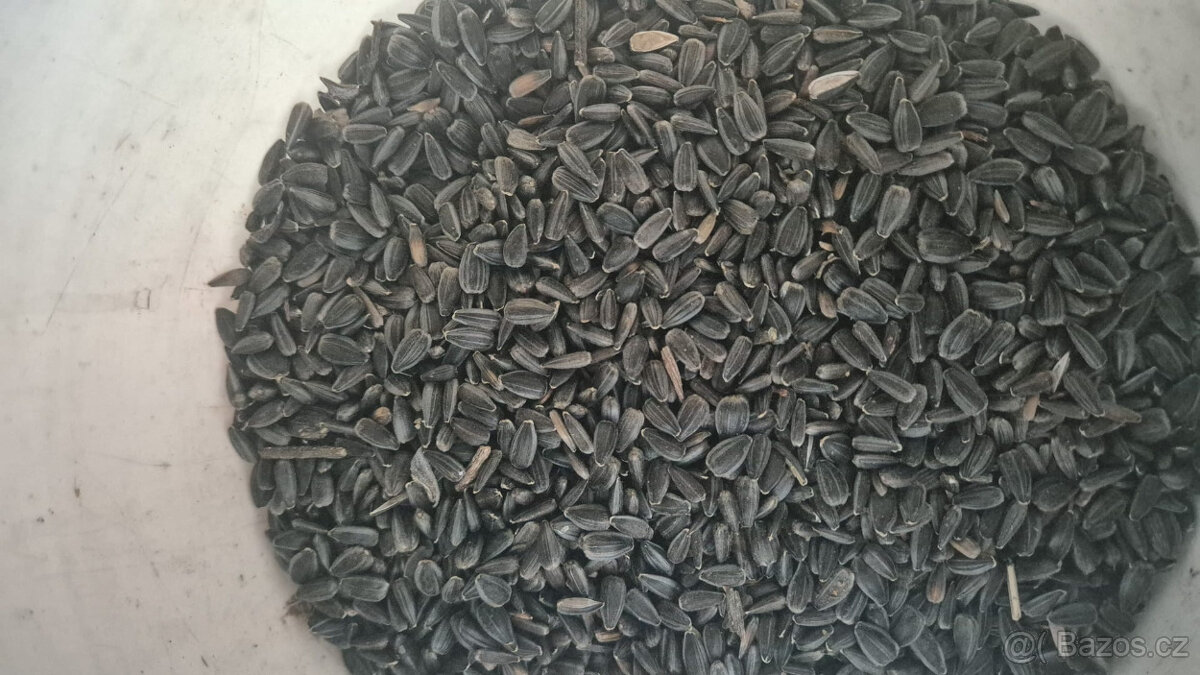 Prodám slunečnici, kukuřici, brambory